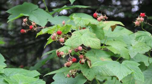 Delicious Thimbleberries